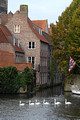 DG336308. Swans. Dijver.s. Bruges. Belgium. 25.10.19.