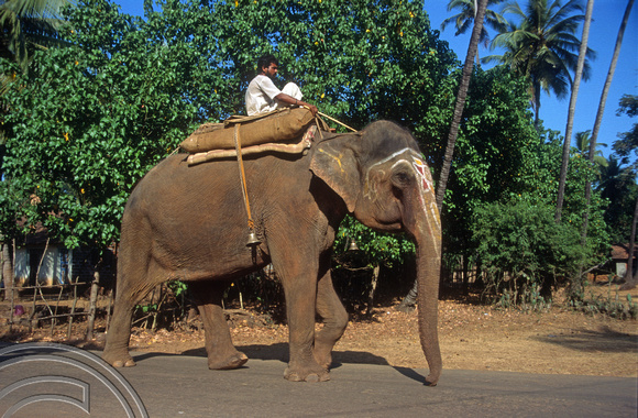 T5753. Elephant in the village. Arambol. Goa. India. December 1995