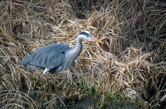 T5468. Grey Heron. Tring. Hertfordshire. England. 1996