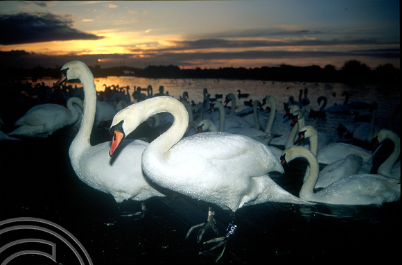 T5352. Mute swans. Southport. Merseyside. 1994.