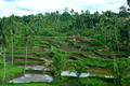 DG437298. Paddy fields East of Jember. Java. Indonesia. 21.1.2025.