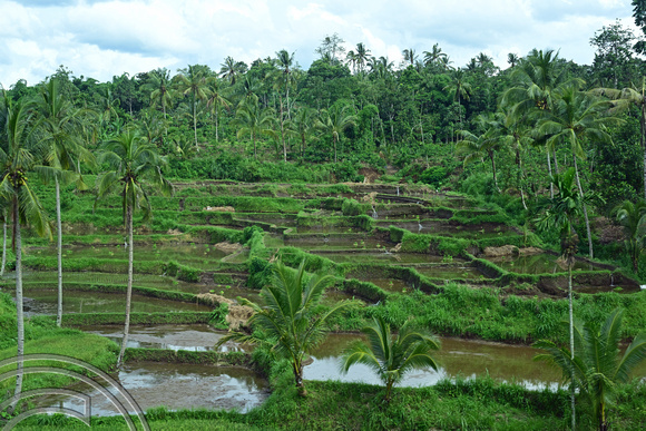 DG437298. Paddy fields East of Jember. Java. Indonesia. 21.1.2025.