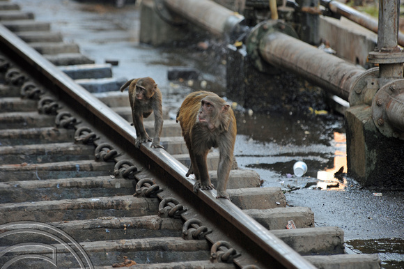 DG70261. Resident monkeys. Lucknow. 15.12.10