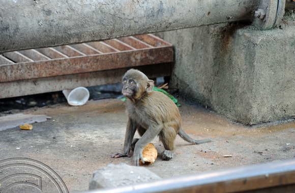 DG70269. Monkey. Lucknow. India. 15.12.10.