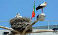 DG52926. Nesting cranes. Faro. Portugal. 30.5.10.
