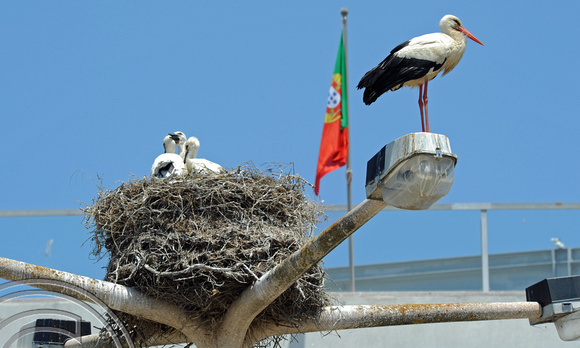 DG52926. Nesting cranes. Faro. Portugal. 30.5.10.