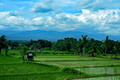 DG437268. Hills East of Rambipuji. Java. Indonesia. 21.1.2025.