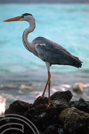 17264. Heron. Eriyadoo Island. Maldives. 16.1