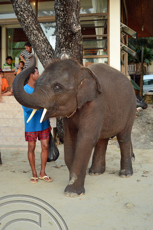 DG166461. Elephant on the beach. Mam Kai Bae. Ko Chang. Thailand. 13.12.13.