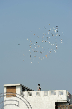 DG69562. Pigeon fancier. Paharganj. Delhi. India. 7.12.10.