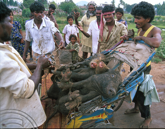 rickshaw pigs. Hospet. Karnataka. India. 1998.