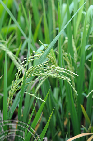 DG100493. Rice almost ready to harvest. Bali. 7.1.12.